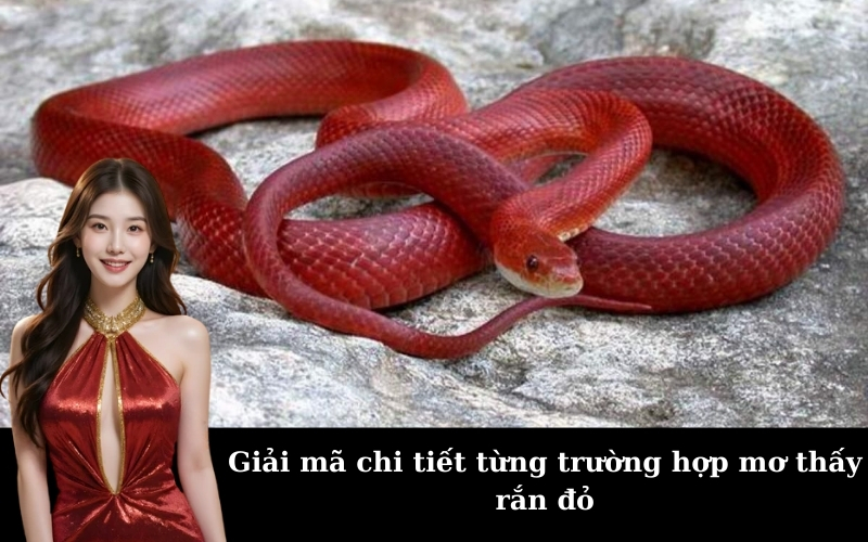 Giải mã chi tiết từng trường hợp mơ thấy rắn đỏ