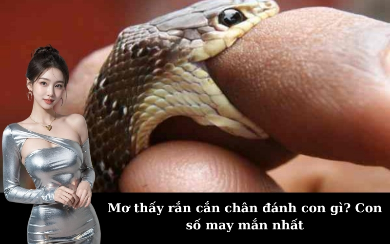 Mơ thấy rắn cắn chân đánh con gì? Con số may mắn nhất