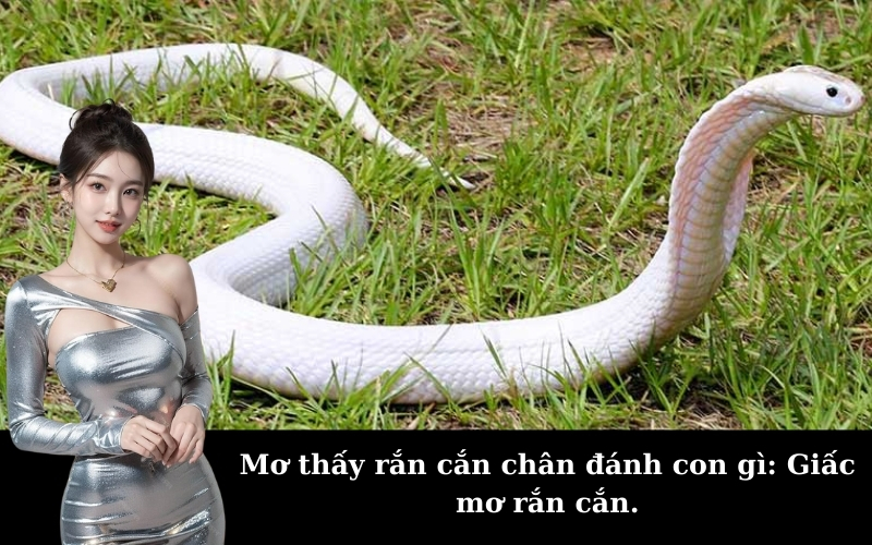 Mơ thấy rắn cắn chân đánh con gì: Giấc mơ rắn cắn.