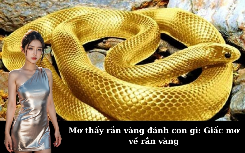 Mơ thấy rắn vàng đánh con gì: Giấc mơ về rắn vàng