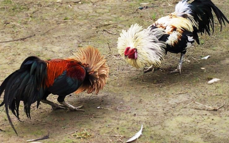 Kỹ năng sử dụng cựa sắt điêu luyện