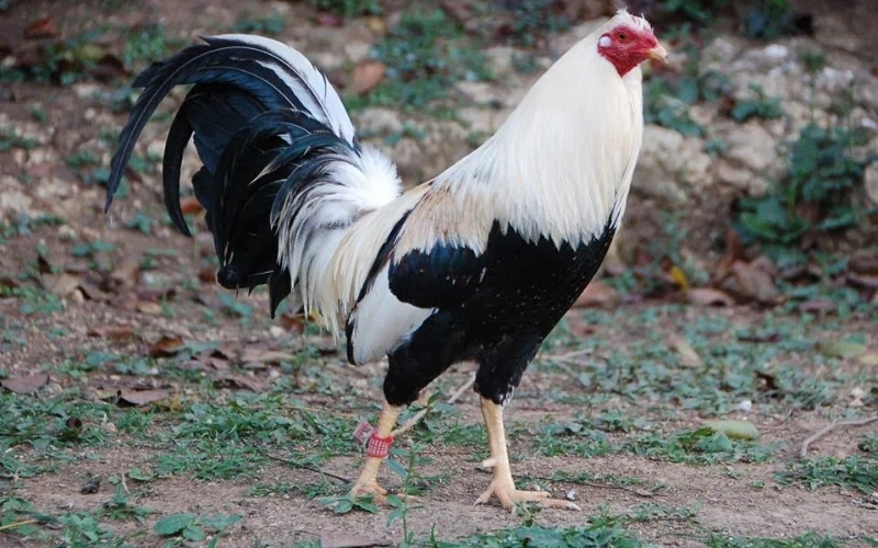 Phân tích lối đá của gà Mỹ lai: Sự kết hợp giữa tốc độ và khả năng chịu đòn.